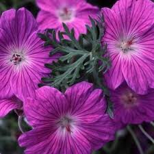 Image result for Geranium `Purple Haze`