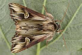 Attēlu rezultāti vaicājumam “Actinotia polyodon”