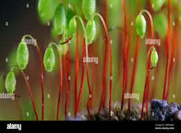 Attēlu rezultāti vaicājumam “Pohlia cruda”