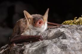 Attēlu rezultāti vaicājumam “Myotis sp.”