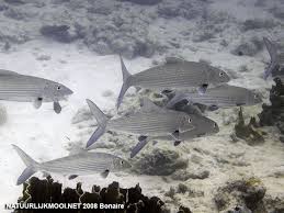 Image result for Albula vulpes