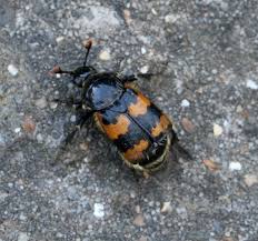 Attēlu rezultāti vaicājumam “Nicrophorus vespillo”