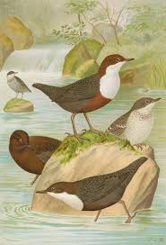 Attēlu rezultāti vaicājumam “Cinclus cinclus”