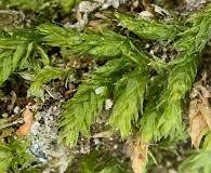 Attēlu rezultāti vaicājumam “Eurhynchiastrum pulchellum”