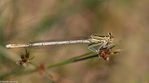 Attēlu rezultāti vaicājumam “Platycnemis pennipes female”