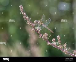 Attēlu rezultāti vaicājumam “Sympetrum vulgatum female”