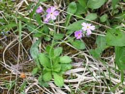 Attēlu rezultāti vaicājumam “Primula farinosa bud”