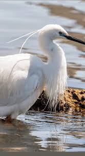 Attēlu rezultāti vaicājumam “Ciconiiformes”