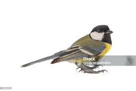 Attēlu rezultāti vaicājumam “Parus major male”