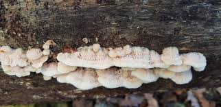 Attēlu rezultāti vaicājumam “Phlebia tremellosa”