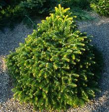 Attēlu rezultāti vaicājumam “Brachonyx pineti”