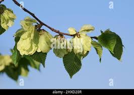 Attēlu rezultāti vaicājumam “Ulmus laevis fruit”