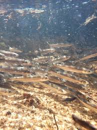 Image result for Osmerus mordax