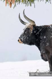 Attēlu rezultāti vaicājumam “Bos primigenius taurus”