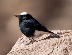 Image result for Oenanthe leucopyga