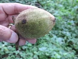 Attēlu rezultāti vaicājumam “Juglans cinerea fruit”
