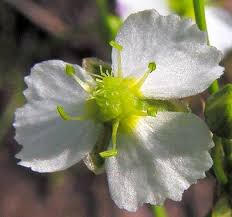 Attēlu rezultāti vaicājumam “Alisma gramineum flower”