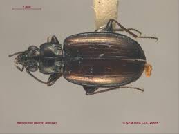 Attēlu rezultāti vaicājumam “Bembidion quadrimaculatum”