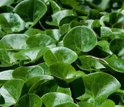 Attēlu rezultāti vaicājumam “Asarum europaeum”