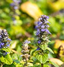 Image result for Ajuga reptans