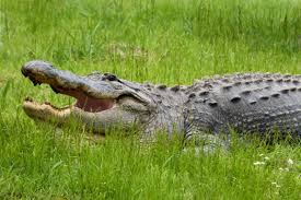 Image result for Alligator mississippiensis
