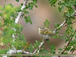 Image result for Phylloscopus humei