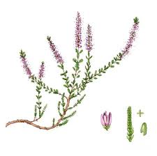 Attēlu rezultāti vaicājumam “Calluna vulgaris”