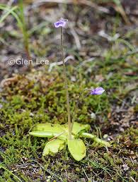 Attēlu rezultāti vaicājumam “Pinguicula vulgaris leaf”
