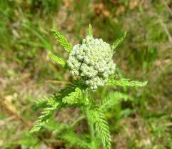 Attēlu rezultāti vaicājumam “Achillea millefolium bud”