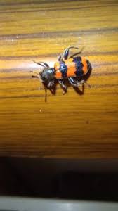 Attēlu rezultāti vaicājumam “Trichodes apiarius”