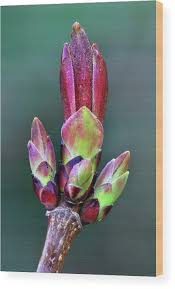 Attēlu rezultāti vaicājumam “Acer platanoides bud”