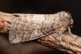 Attēlu rezultāti vaicājumam “Tethea or”