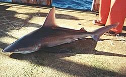 Image result for Carcharhinus plumbeus
