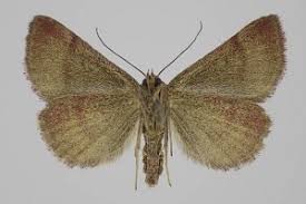 Attēlu rezultāti vaicājumam “Phytometra viridaria”