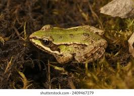 Attēlu rezultāti vaicājumam “Pelophylax juvenile”