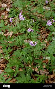 Attēlu rezultāti vaicājumam “Cardamine bulbifera leaf”