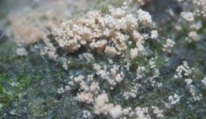 Attēlu rezultāti vaicājumam “Craterium minutum cf. var. brunneum macro”