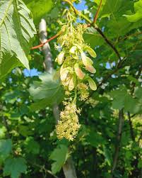 Attēlu rezultāti vaicājumam “Acer pseudoplatanus fruit”