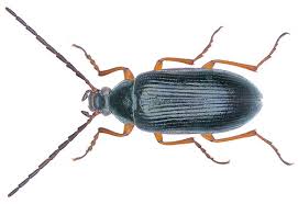 Attēlu rezultāti vaicājumam “Alleculidae”