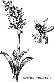 Attēlu rezultāti vaicājumam “Orchis mascula leaf”