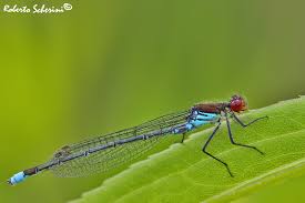 Attēlu rezultāti vaicājumam “Erythromma najas”