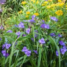 Attēlu rezultāti vaicājumam “Tradescantia virginiana”