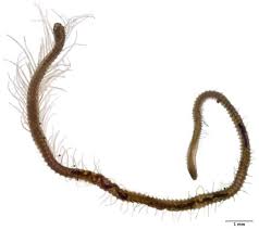 Attēlu rezultāti vaicājumam “Annelides”