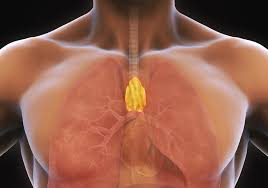 Image result for Thymus