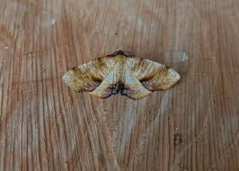 Attēlu rezultāti vaicājumam “Plagodis dolabraria”