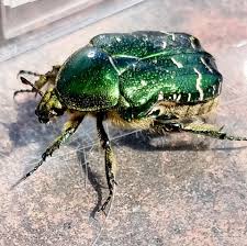 Attēlu rezultāti vaicājumam “Cetonia aurata”