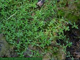 Attēlu rezultāti vaicājumam “Callitriche verna”