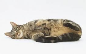 Attēlu rezultāti vaicājumam “Felis silvestris catus”