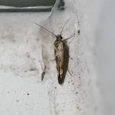 Attēlu rezultāti vaicājumam “Scythris limbella”