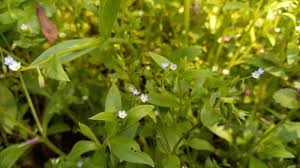 Attēlu rezultāti vaicājumam “Myosotis sparsiflora flower”